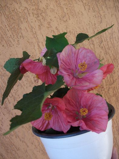 017 - Abutilon