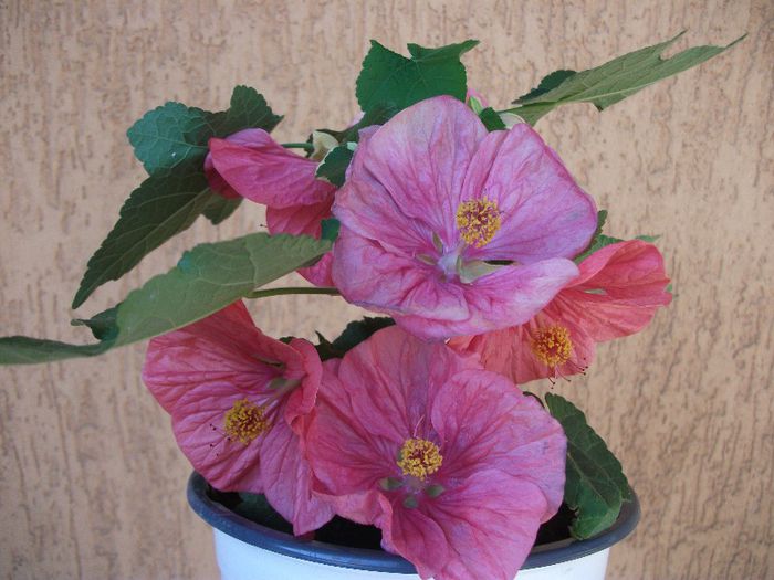 018 - Abutilon