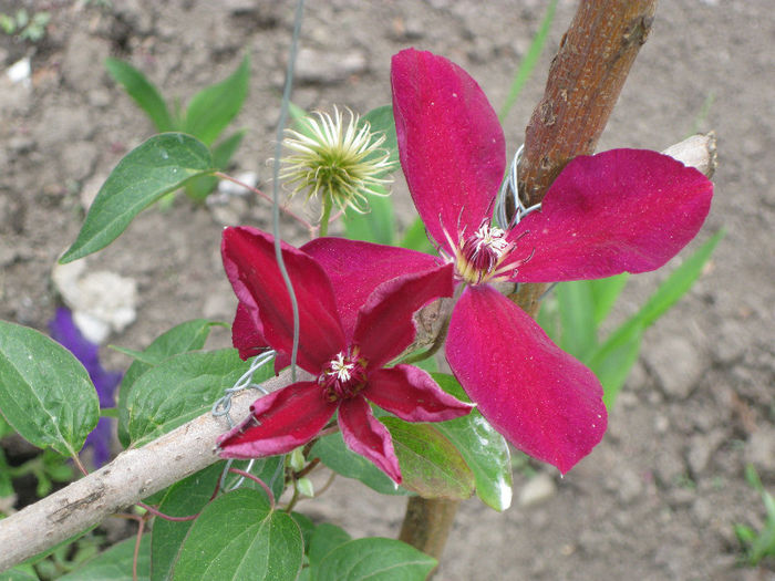 IMG_2055 - A    Inflorire CLEMATIS 2013  westerplatte