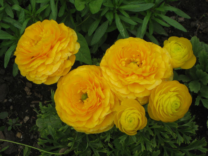 harnicut foc - Ranunculus