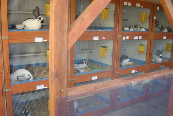 image - modele de custi pentru iepuri