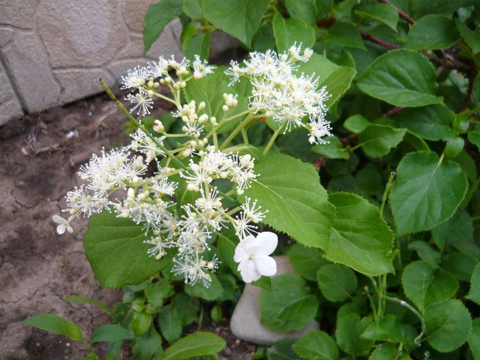 hortensia petiolaris
