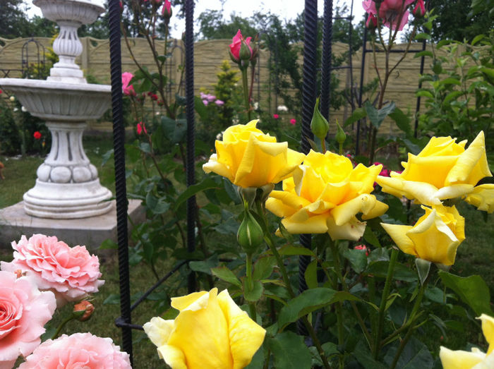 mai 2013 - GRADINA SI FLORI 2013