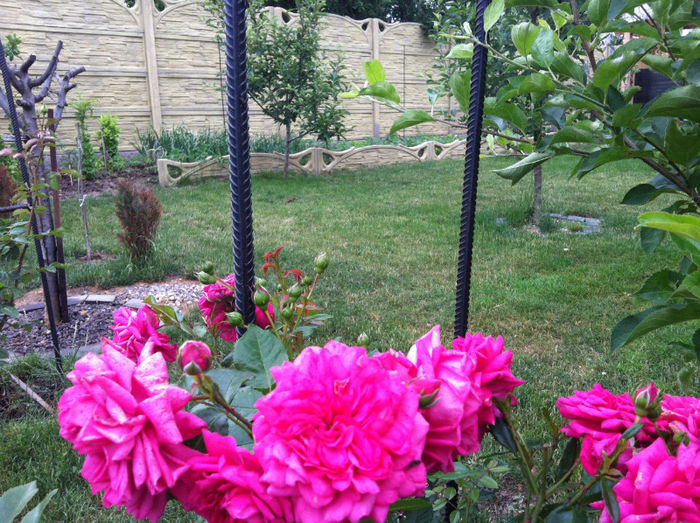 mai 2013 - GRADINA SI FLORI 2013