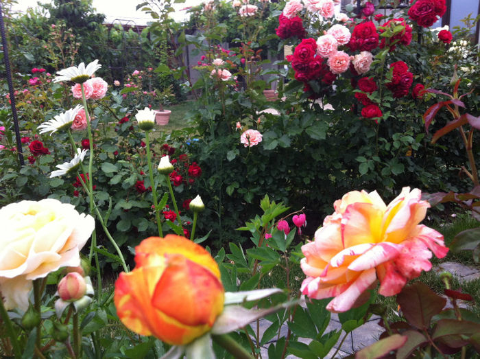 mai 2013 - GRADINA SI FLORI 2013