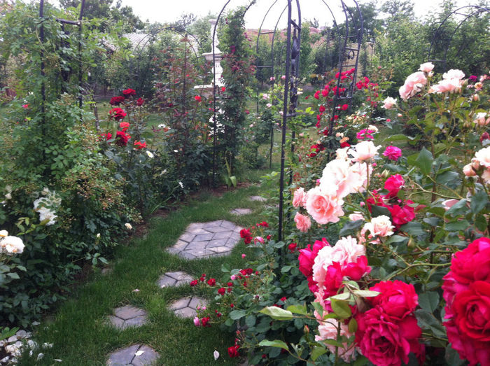 mai 2013 - GRADINA SI FLORI 2013