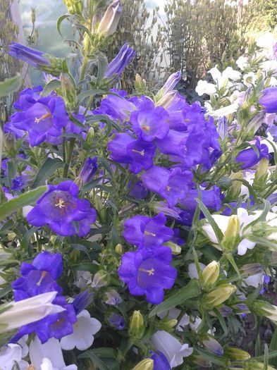 2013-05-27 18.32.41 - Diverse flori
