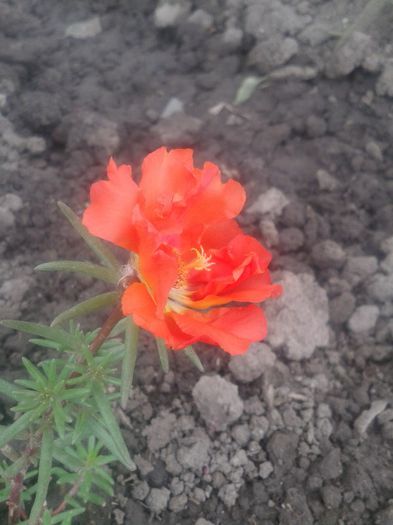 2013-05-30 14.30.34 - Diverse flori