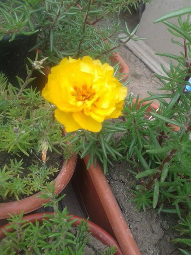 Portulaca-Flori de piatra-Pietricele
