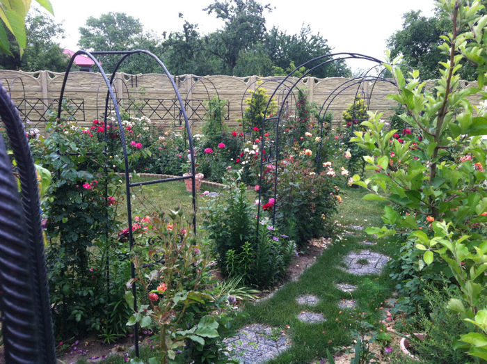 mai 2013 - GRADINA SI FLORI 2013