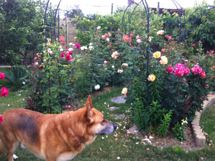 mai 2013 - GRADINA SI FLORI 2013