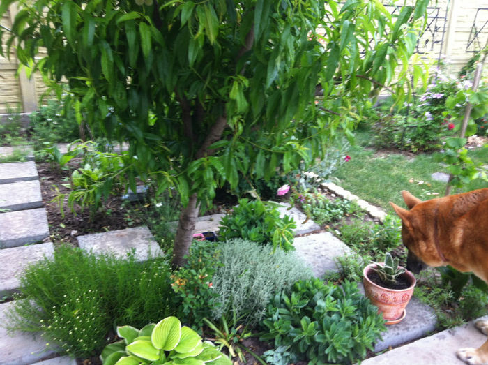 mai 2013 - GRADINA SI FLORI 2013