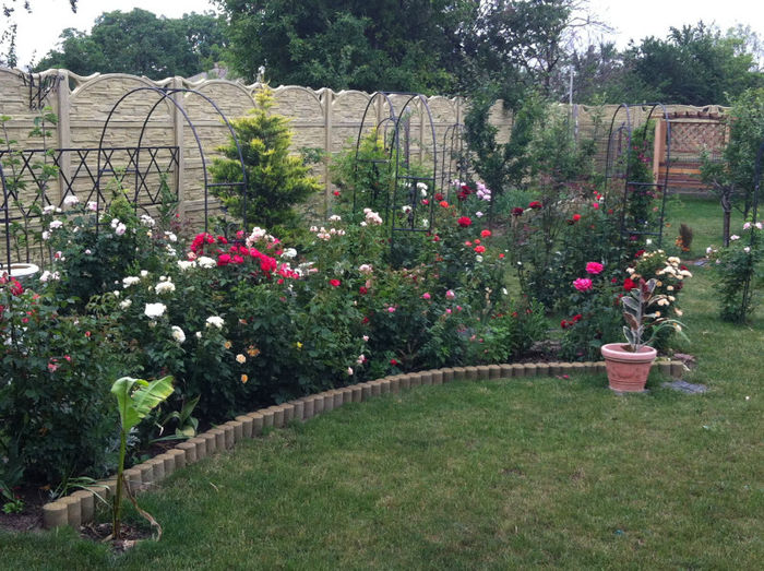 mai 2013 - GRADINA SI FLORI 2013