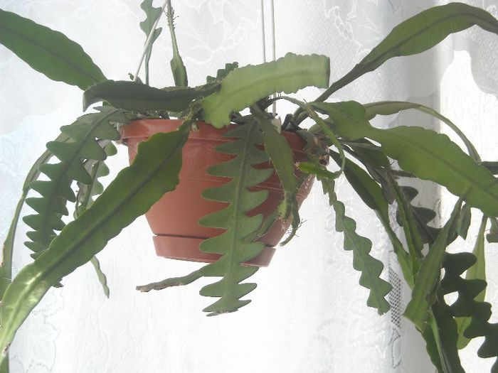 Ephi ( ? ) si criptocereus