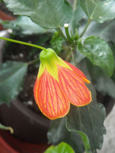 Abutilon caramiziu - 0 Din florile mele