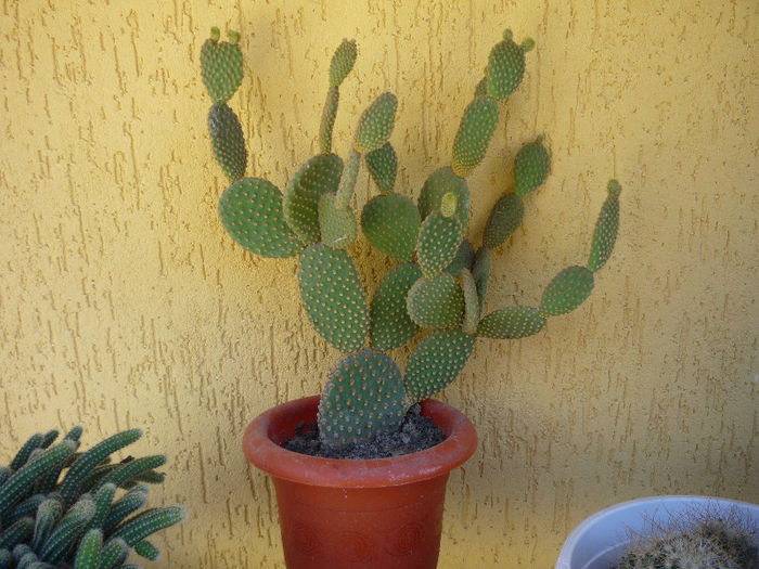 original 017 - aaaaCactusi si suculente 2013