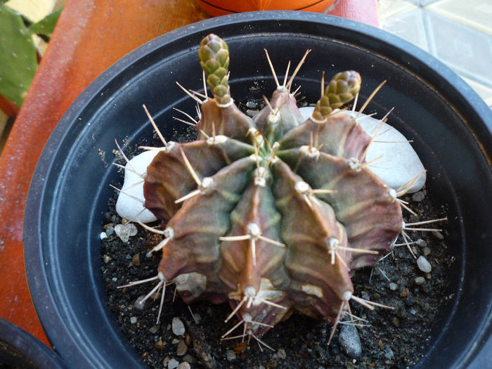 original 019 - aaaaCactusi si suculente 2013