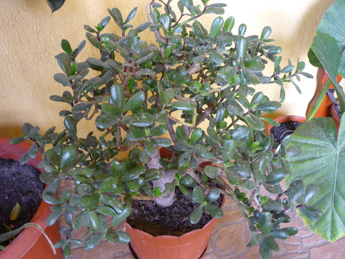 original 057 - aaaaCactusi si suculente 2013