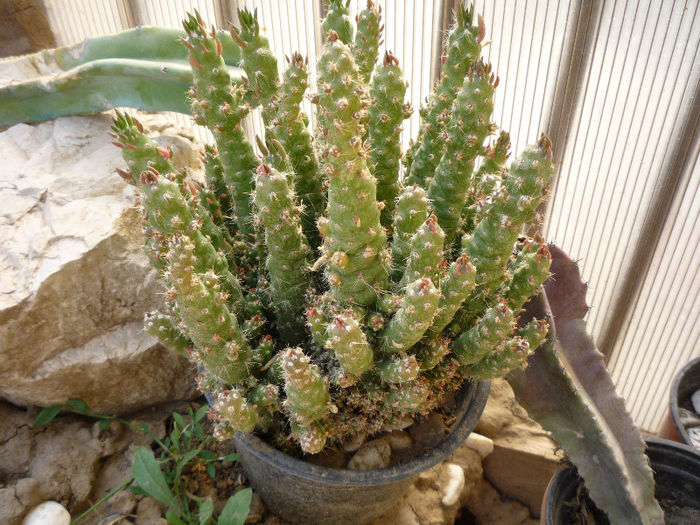 original 059 - aaaaCactusi si suculente 2013