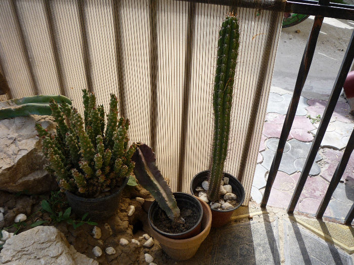 original 060 - aaaaCactusi si suculente 2013