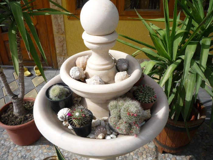 original 062 - aaaaCactusi si suculente 2013