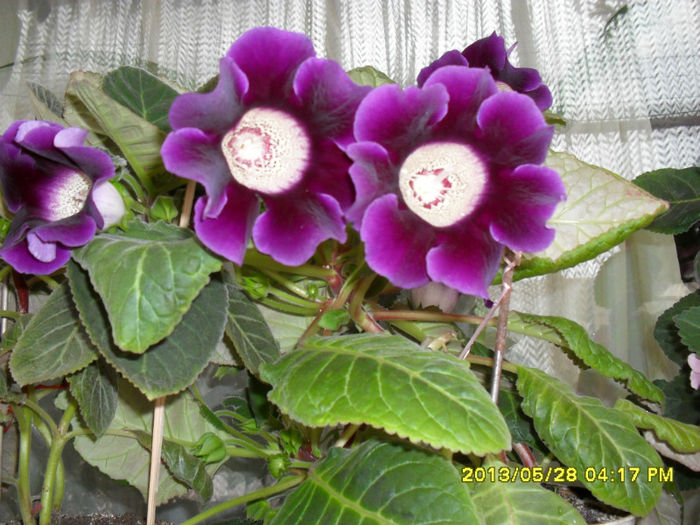 Gloxinii 30 05-2013 003