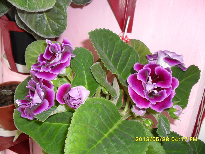 Gloxinii 30 05-2013 005