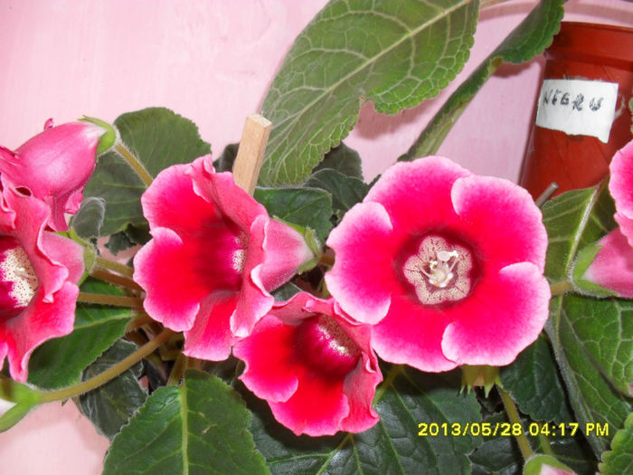 Gloxinii 30 05-2013 006