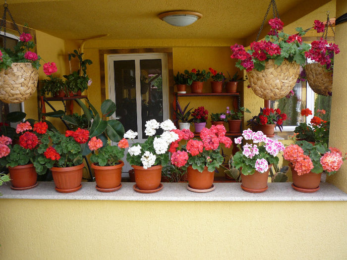 original 066 - AA foto 2013