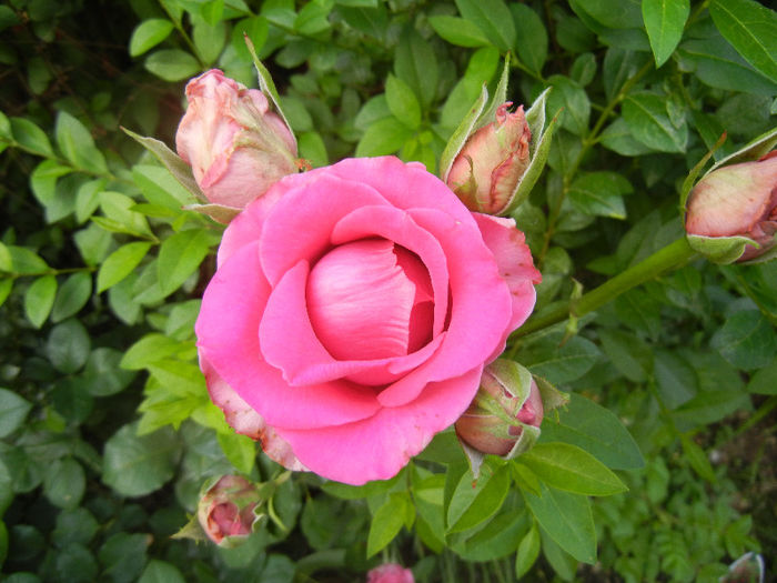 Rose Pink Peace (2013, May 29)