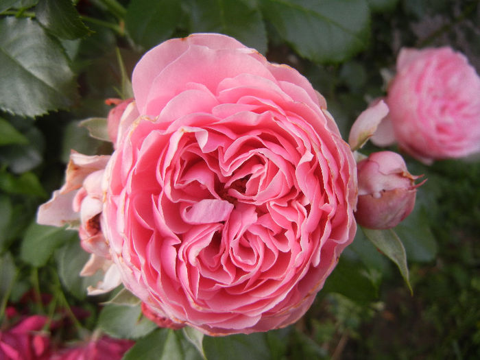 Rose Louise Odier (2013, May 29) - Rose Louise Odier