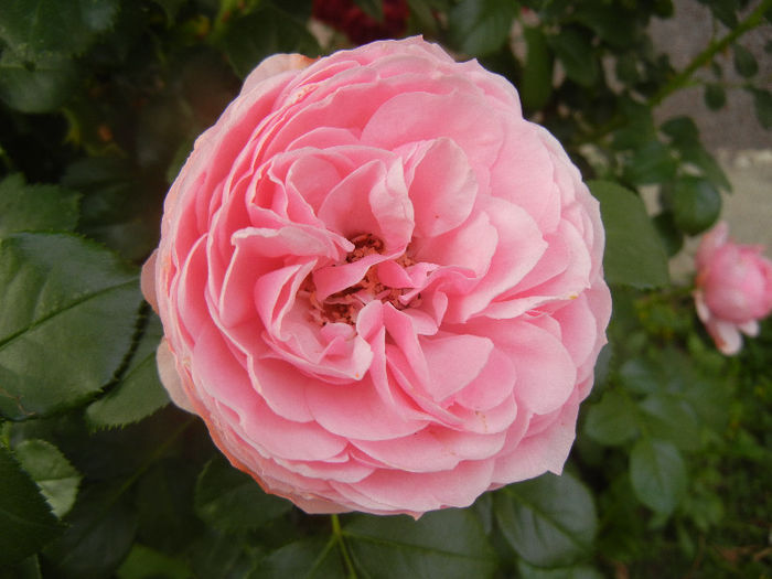 Rose Louise Odier (2013, May 29)