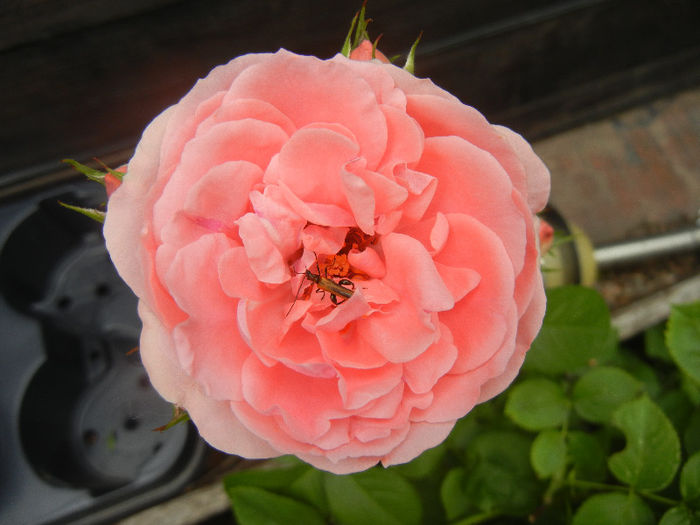 Rose Pleasure (2013, May 29) - Rose Pleasure