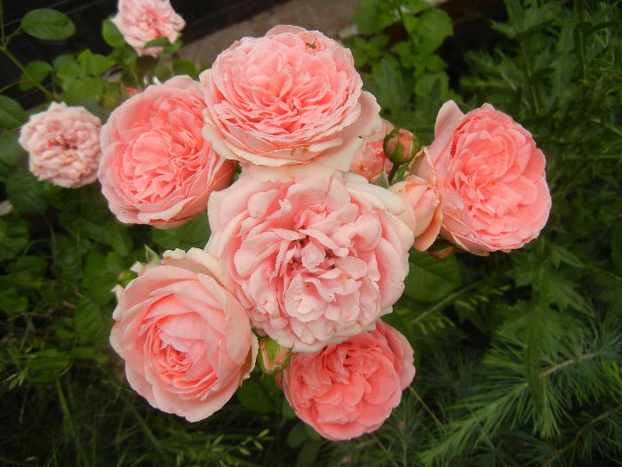 Rose Pleasure (2013, May 29) - Rose Pleasure