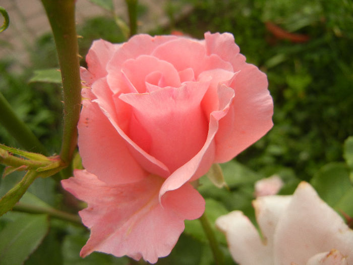 Rose Queen Elisabeth (2013, May 29) - Rose Queen Elisabeth