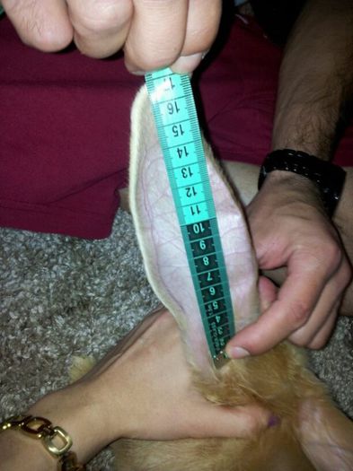 lungime 17 cm; 17 cm la varsta de 2 luni si 10 zile
