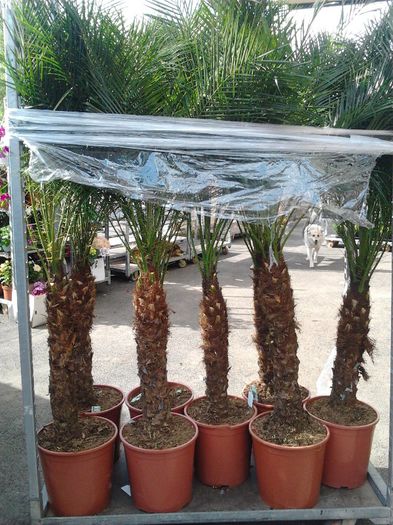 palmieri 500ron bucata; stoc epuizat
