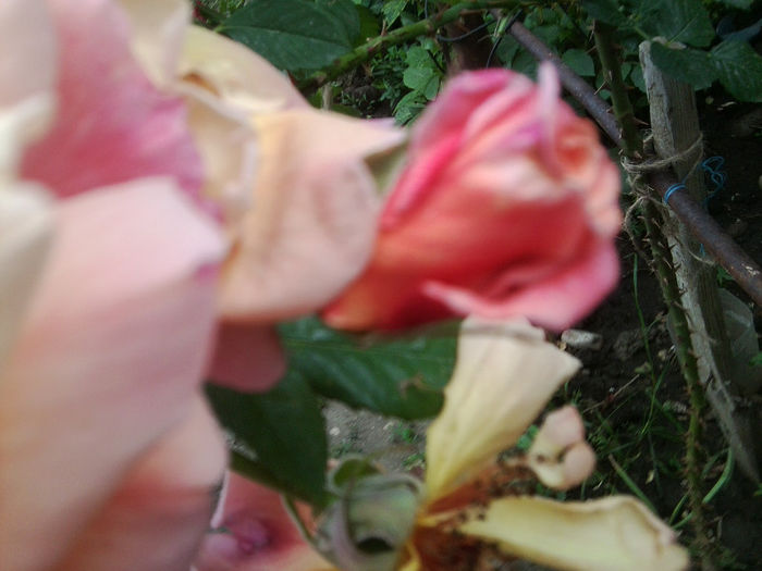 Fotografie2323