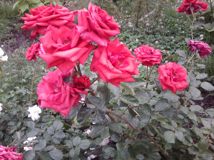 Fotografie2355 - roze 2013
