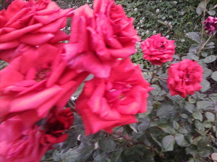 Fotografie2356 - roze 2013