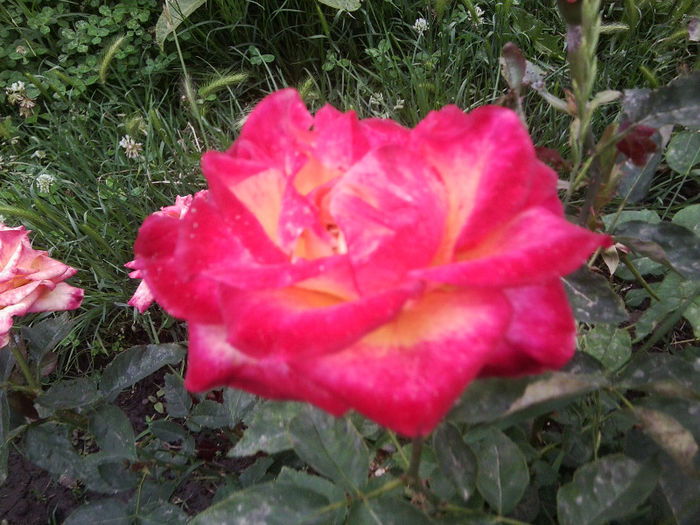 Fotografie2357 - roze 2013