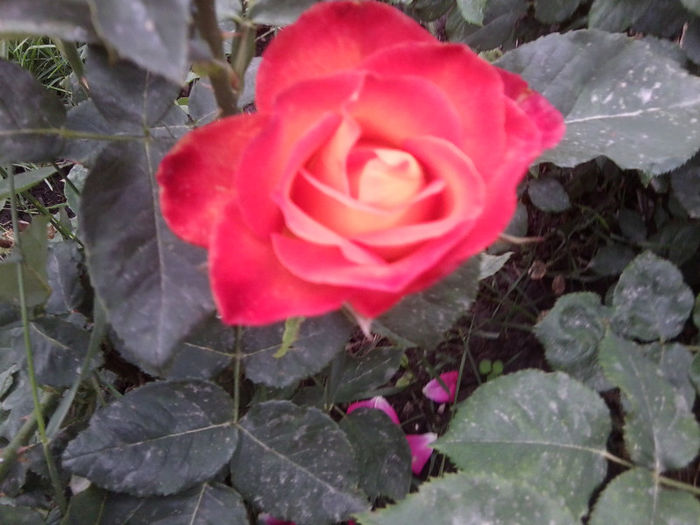 Fotografie2358 - roze 2013
