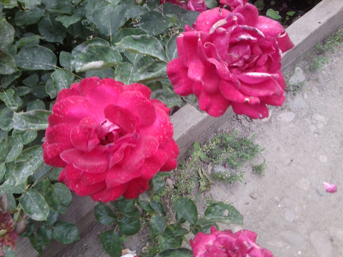 Fotografie2361 - roze 2013