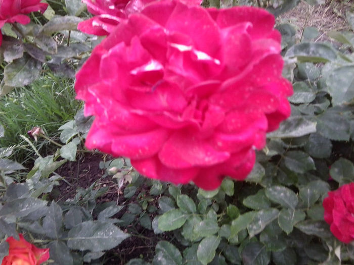 Fotografie2362 - roze 2013