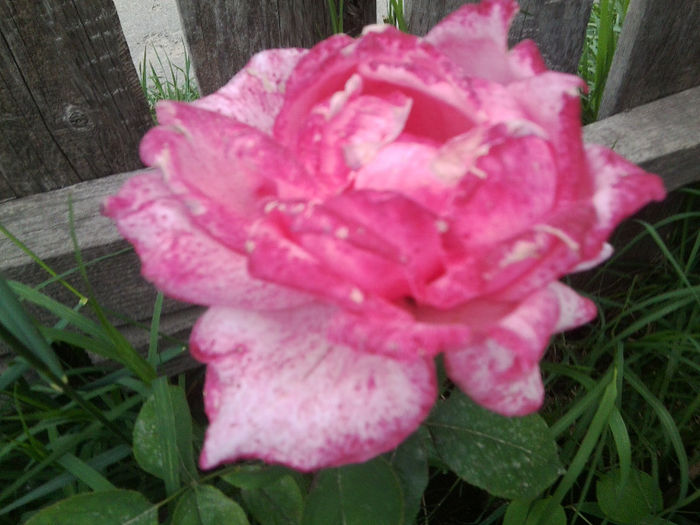 Fotografie2365 - roze 2013