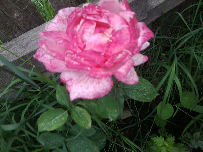 Fotografie2366 - roze 2013