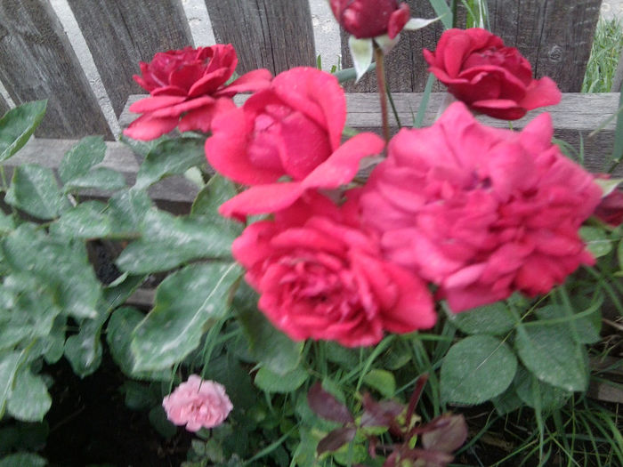 Fotografie2367 - roze 2013