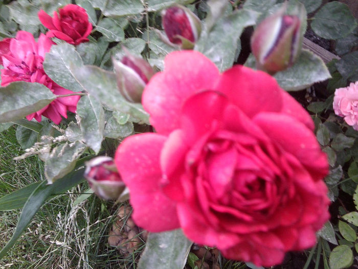 Fotografie2368 - roze 2013