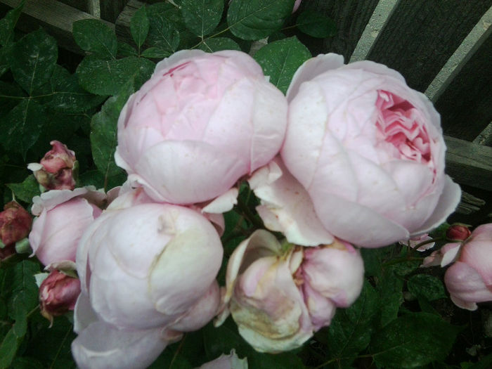 Fotografie2372 - roze 2013