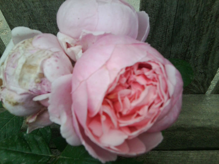 Fotografie2373 - roze 2013